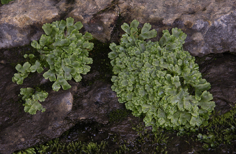 Conocephalum salebrosum